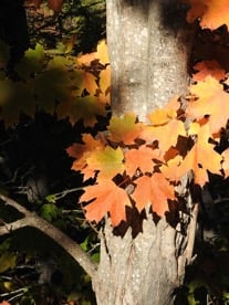 New Brunswick hiking trail near Sussex, Moncton, Fredericton, and Quispamsis Hotels
