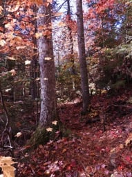 Dickson Falls Hiking Trail - Top ten fall hiking trails 
