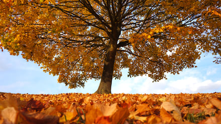 Fall leaves in New Brunswick 