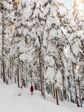 Snowshoeing in NB