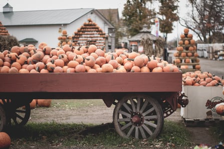 Pumpkin Patches in NB 