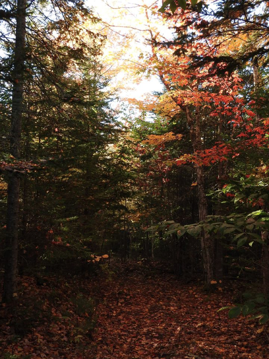 10 New Brunswick hiking trails- Fall Edition - Image 1